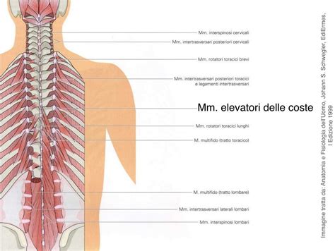 Mm Elevatori Delle Coste