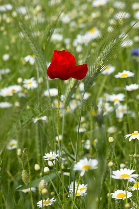 Papoilas No Campo De Trigo Imagem De Stock Imagem De Nave 40784691