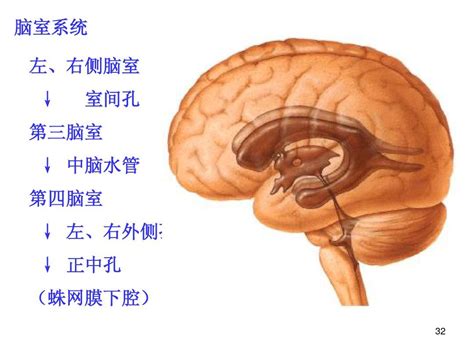 小脑和大脑的结构 word文档在线阅读与下载 无忧文档