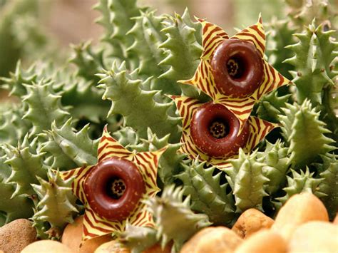 Caracter Sticas E Cultivo Da Huernia Zebrina Plantasonya O Seu Blog