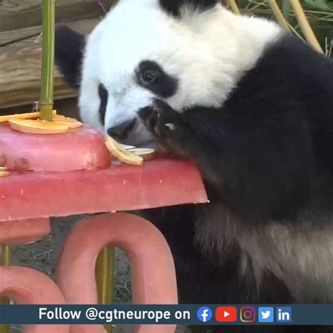 Conoce A Los Gemelos Panda Gigante Chino Que Están Progresando A Pasos