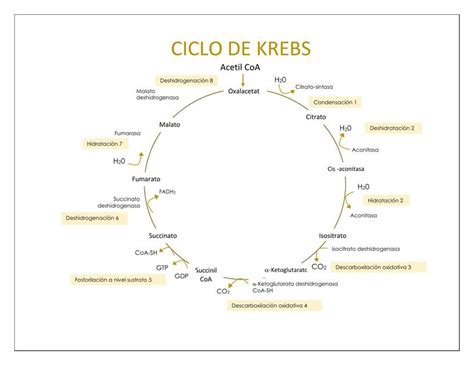 Esquema Ciclo De Krebs Frida Sangines Udocz