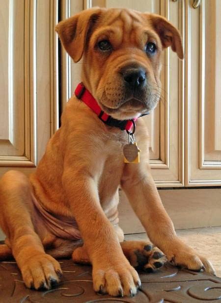 Pin By Kathy Manley On Pooches Shar Pei Mix Cute Dogs Cute Puppies