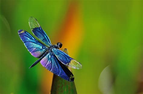 Dragonfly Art Wallpaper