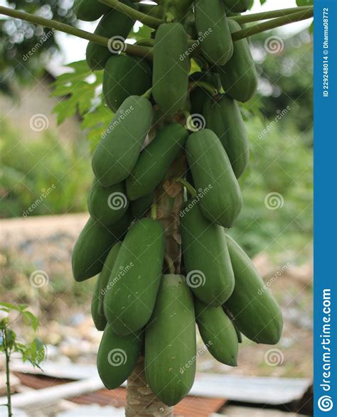 This is a Hawaiian Papaya Tree that Grows in Indonesia Stock Photo ...