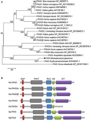 Frontiers Protein Inhibitor Of Activated Stat Pias Negatively