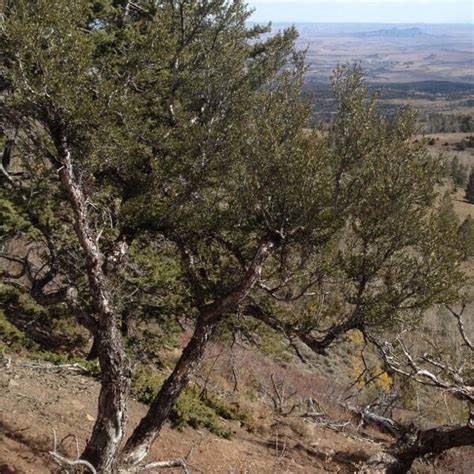 Curl Leaf MountainMahogany - Cercocarpus ledifolius - Great Basin