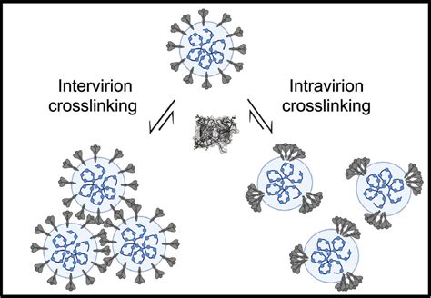 Targeting Spike Glycans To Inhibit SARS CoV2 Viral Entry PNAS