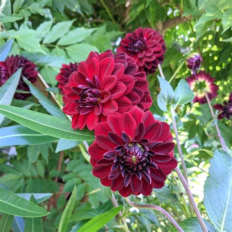 Arabian Night Dahlia High Country Gardens