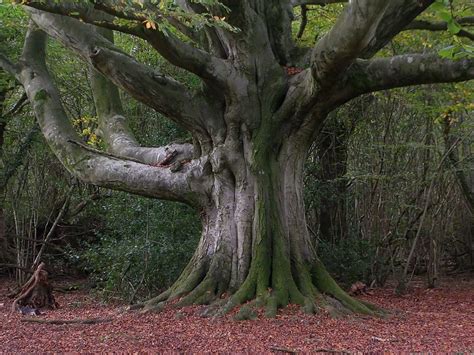 Beech Tree Pictures Photos Images Facts On Beech Trees