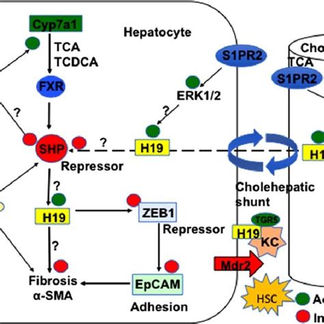 Pdf Linking Long Non Coding Rna To Control Bile Acid Signaling And