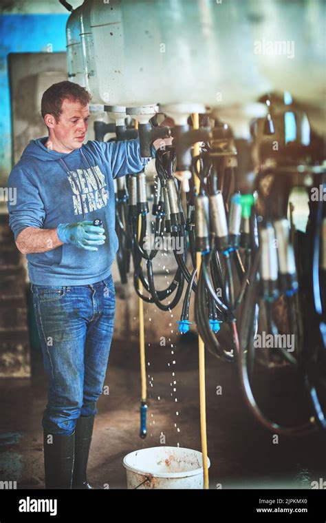 Milking It In The Dairy Business A Farmer Preparing The Cow Milking