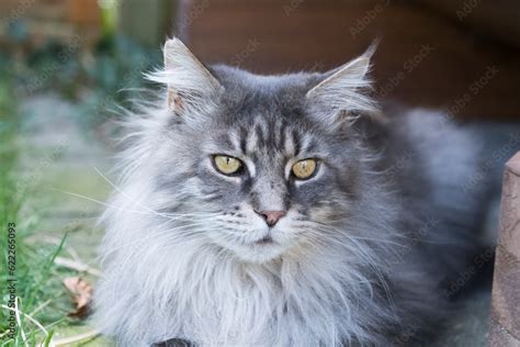 Silber Tabby Maine Coon Kater Liegt Im Garten Stock Photo Adobe Stock