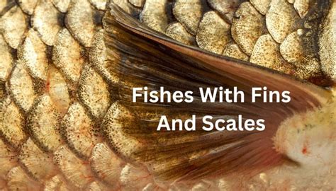 Fishes With Fins And Scales You Need To Know About Aquarium Sphere