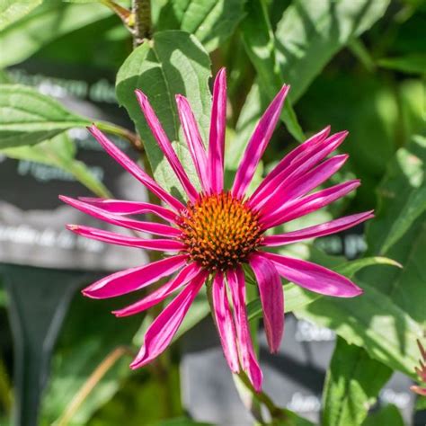 Equinácea Pica Bella Echinacea purpurea Pica Bella como plantar