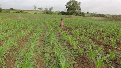 An overview of agriculture in Togo: present and future... - Togo First