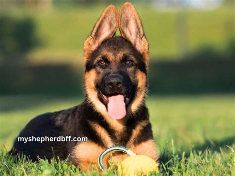 When Do German Shepherd Ears Stand Up? Find Out Now