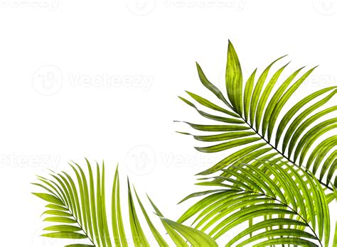 Hoja Verde De Palmera En Archivo Png De Fondo Transparente Png