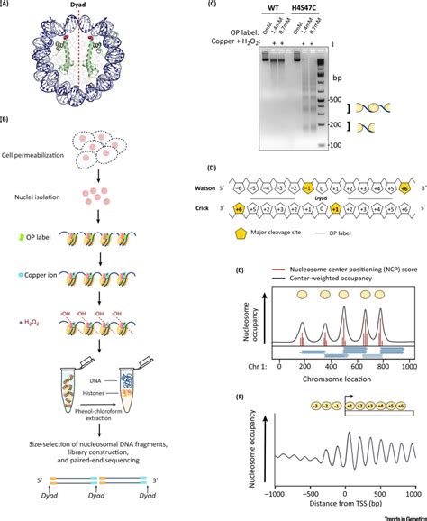 Genome Wide Mapping Of The Nucleosome Landscape By Micrococcal Nuclease