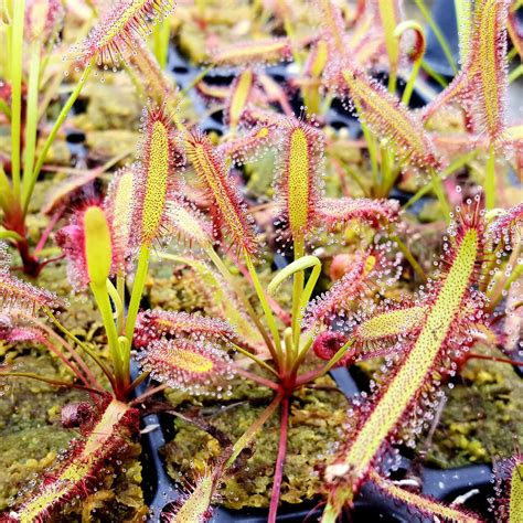 Drosera Capensis Specialty Crosses