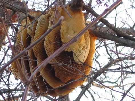 Bee Hive Found In Our Front Yard Bee Boxes Bee Keeping Bee Hive