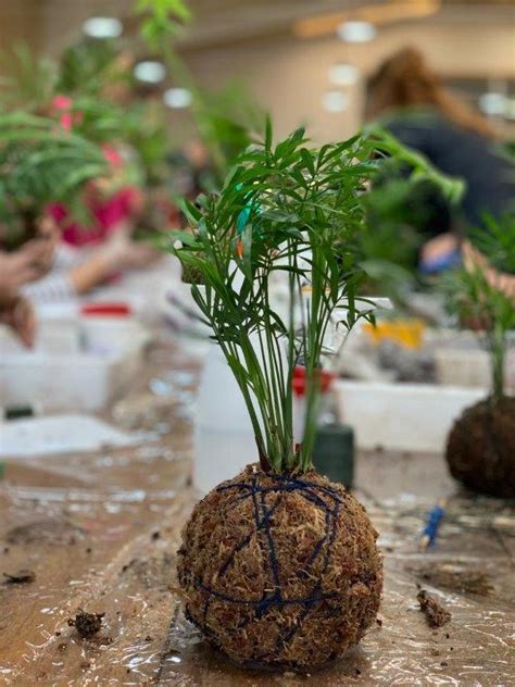 Oficina De Kokedama Primavera Garden Agosto 2019 Kokedama 34