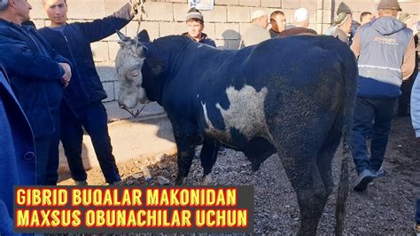 Yangiqorgon Tumani Bekobod Chorva Bozori Boqma Va Semiz Buqalari