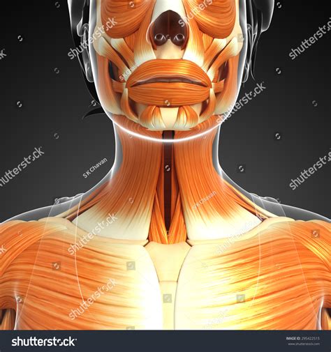 3d Rendered Illustration Neck Muscles Anatomy Stock Illustration 295422515 Shutterstock