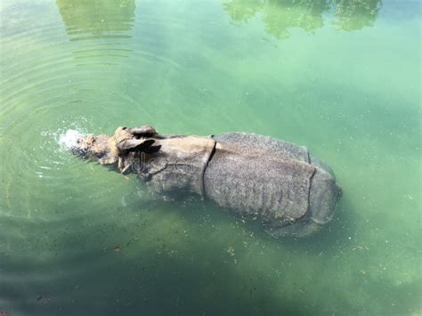 Rhinoceros Swimming in Water in Captivity, Spain Stock Image - Image of ...