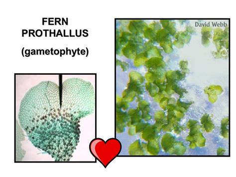 Phylum tracheophyta 2016