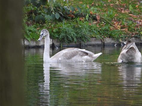 H Ckerschwan Cygnus Olor H Ckerschwan Cygnus Olor Flickr