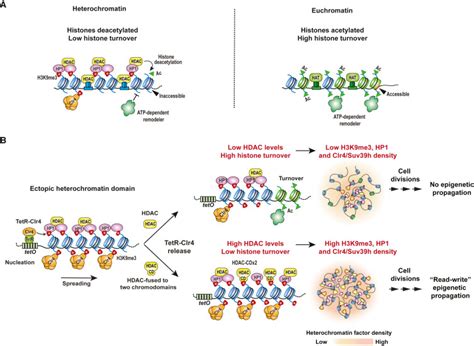 The Molecular Basis Of Heterochromatin Assembly And Epigenetic