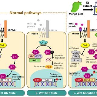 A diagram of the Wnt β catenin signaling pathway in both an activated