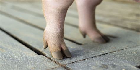 How Trimming Pig Hooves Helps in the Prevention of Swine Lameness – Zinpro®