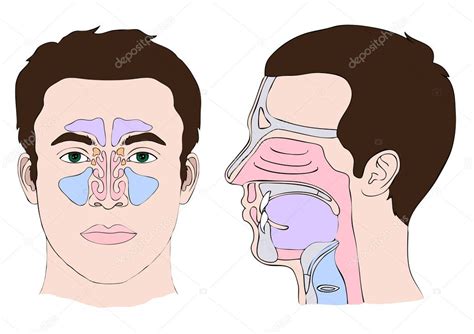 Anatomy Of The Nose And Throat Stock Vector Eveleen 10219004