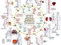 19 ideas de Horarios de los órganos acupuntura puntos acupuntura