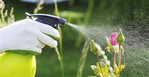 Top 7 Diy Home Made Pesticides For Your Garden