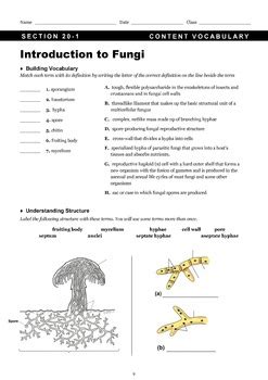 Fungi Worksheet By Regina Wu Tpt