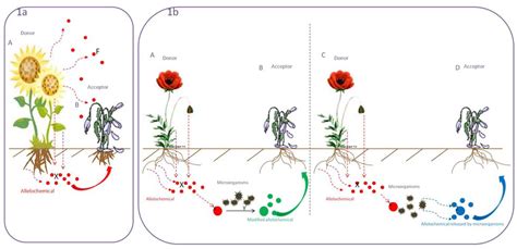 Allelochemicals As Bioherbicides Present And Perspectives Intechopen