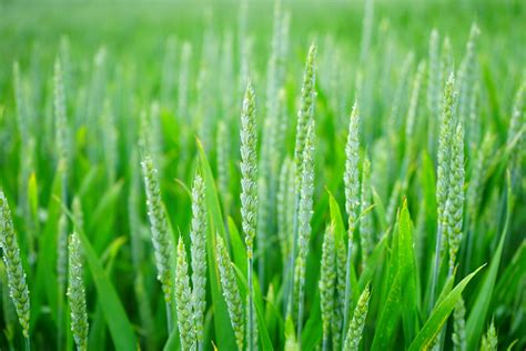 Agriculture Blur Close Up Cropland Crops Farm Farming Farmland