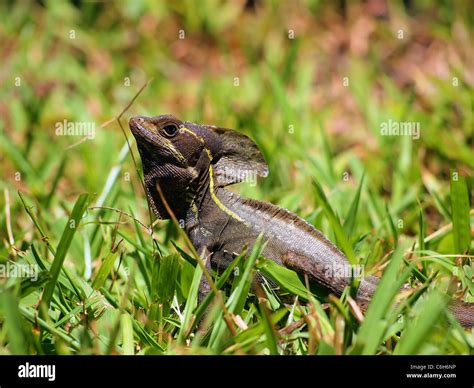 Common Basilisk lizard in the grass, also known as Jesus Christ Lizard, Costa Rica Stock Photo ...