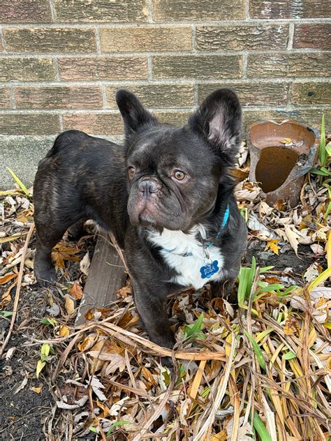 chicago hotels pets 5