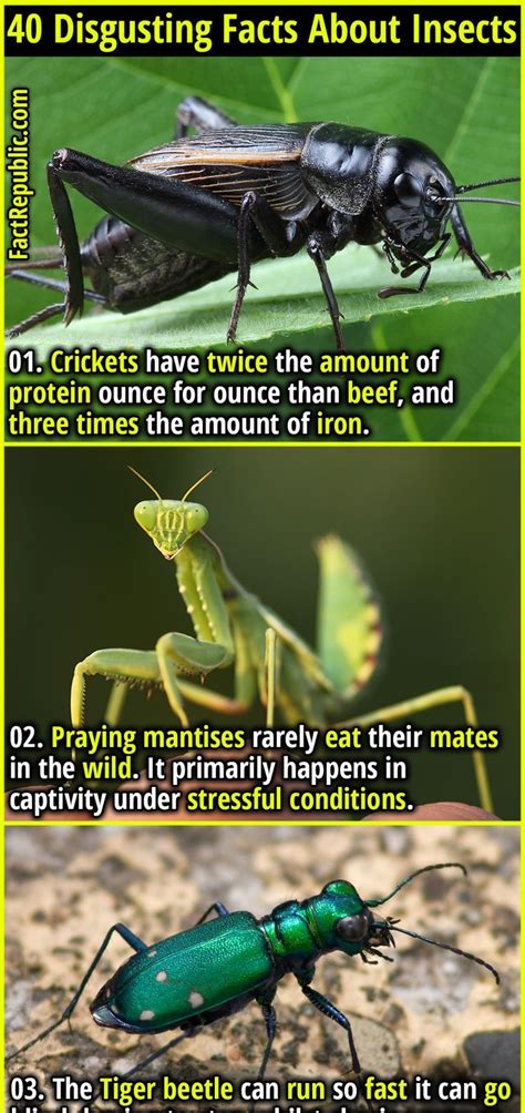 40 Disgusting Facts About Insects Thatll Make Your Skin Crawl Artofit