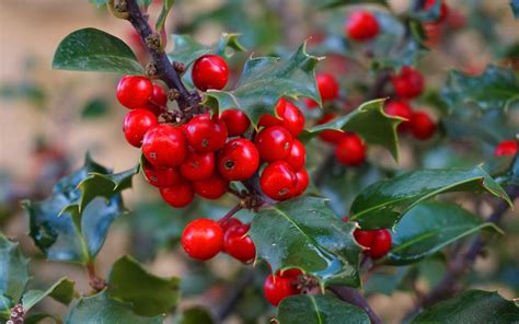 Holly Tree Identification