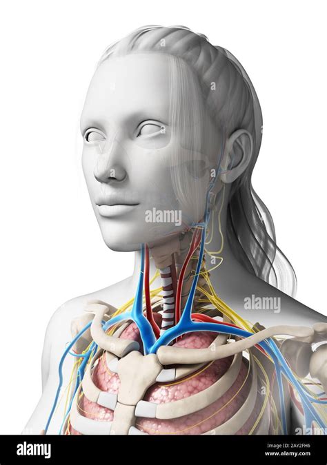 3d Rendered Illustration Of The Female Anatomy Stock Photo Alamy