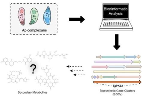 Examination Of Secondary Metabolite Biosynthesis In Apicomplexa