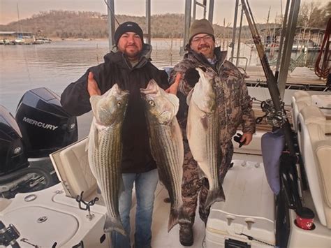 Beaver Lake Striped Bass Fishing Report Guided Striper