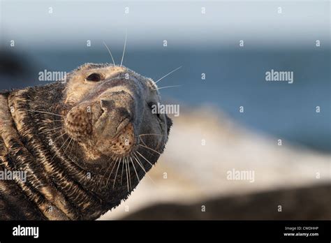 Gray Seal At The Beach Stock Photo Alamy