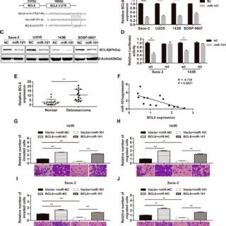 Mir Exerts Inhibitory Effects On Osteosarcoma Cells By Targeting