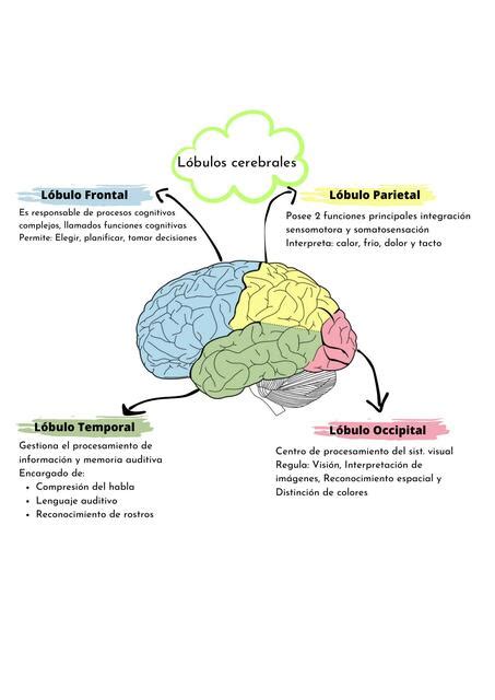 Lóbulos Cerebrales Kinesio uDocz